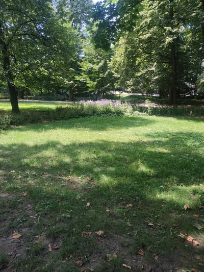 This is a medium shot, outdoor, landscape photograph taken in a park in Bielsko-Biała, Poland. The scene depicts a sun-dappled lawn in the foreground, with shadows cast by overhead trees. In the middle ground, a pathway is visible, bordered by a bed of blooming purple flowers and lush green foliage. The background is filled with a dense canopy of mature trees, suggesting a wooded area within the park. The sunlight filtering through the leaves indicates it is a clear, bright day, likely midday or afternoon given the intensity of the light and the shadows. There are no people or specific objects visible beyond the natural elements of the park. The overall impression is one of peaceful serenity and natural beauty.
