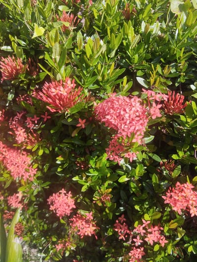 The image depicts a dense cluster of flowering Ixora plants, commonly known as jungle flame or flame of the woods, with vibrant pink and coral-colored blossoms. The plants are characterized by their glossy, dark green leaves, which provide a lush backdrop to the colorful flowers. Several flower clusters are in full bloom, while others appear as tightly packed buds. The lighting suggests it is daytime, with sunlight dappling through the foliage, creating highlights and shadows. The background is a blur of green leaves and some glimpses of what appears to be sandy soil or a path beneath the plants. There are no people or animals visible in the frame. The scene is typical of a garden or park setting, consistent with outdoor vegetation in a tropical or subtropical climate. Based on the known prevalence of Ixora plants and the general appearance of the vegetation, this scene could be located in a garden or public green space within the city of Mee, Indonesia, where such flora thrives.