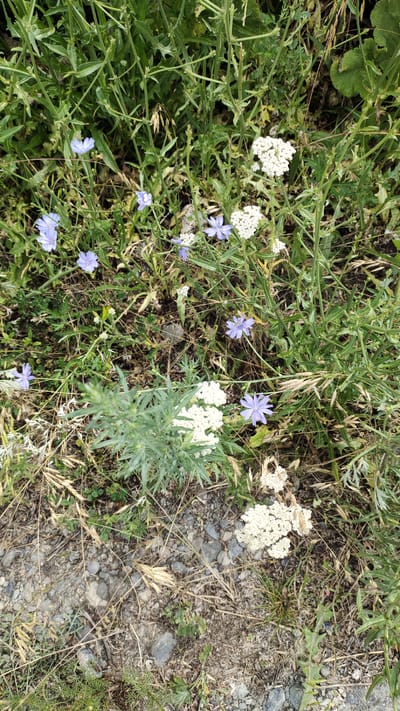 The image shows a close-up, ground-level view of a patch of wild vegetation, likely in a rural or undeveloped area within Taldykorgan, Kazakhstan. The scene is dominated by various plants, including several small, delicate light blue flowers with yellow centers, interspersed with clusters of small, white flowers that appear to be yarrow. The vegetation is a mix of green leafy plants, dry grasses, and some taller, stalk-like plants. The ground beneath the vegetation is rocky and covered with gravel and dry soil. No people are visible in the image, and there are no specific man-made objects that would pinpoint a precise location within Taldykorgan beyond it being an outdoor, natural setting. The overall impression is one of a wild, uncultivated roadside or field.