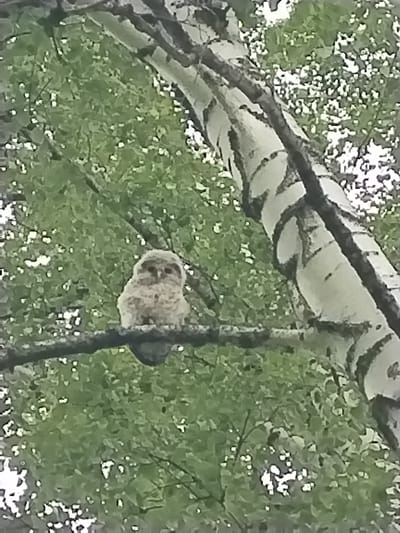 A fluffy, light-colored owlet is perched on a tree branch. The owlet is facing forward and appears to be looking at the camera. Its feathers are ruffled and it has large, dark eyes. The branch it is sitting on is dark and appears to be rough. Behind the owlet and the branch, there is a dense canopy of green leaves, suggesting a forest or park setting. The lighting is overcast, which softens the overall image. The image was taken outdoors. There are no visible humans or man-made structures in the image. The location in the city of Акбердино, Russia, is not discernible from the visual information provided in the image.