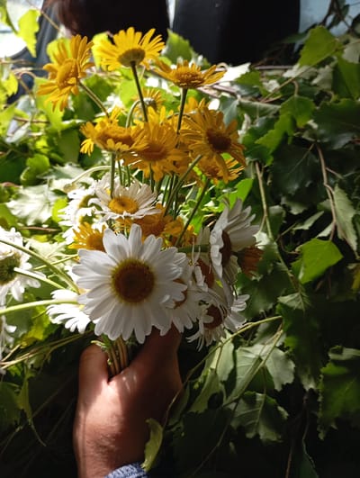 A hand is holding a bouquet of daisies and yellow flowers, surrounded by green leaves, possibly in Vinokurovo, Russia. The bouquet contains both white daisies with yellow centers and yellow flowers with darker centers and pointed petals. The leaves are dense and appear to be from tree branches, creating a backdrop for the flowers. The lighting suggests it might be outdoors, possibly in natural sunlight.