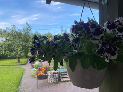 A hanging planter with dark purple and white petunias is in the foreground, obscuring the view of a wooden post and a portion of a porch roof. The planter is suspended by a rope. Behind the planter, a pathway winds through a grassy yard with trees. In the middle ground, a barbecue pit with a fire is visible, along with some stacks of pallets and bricks. In the background, power lines stretch across a blue sky with scattered clouds, and more trees line the horizon. The scene appears to be a residential outdoor setting, possibly in Leipyasuo, Russia. There are no people or animals present in the image.