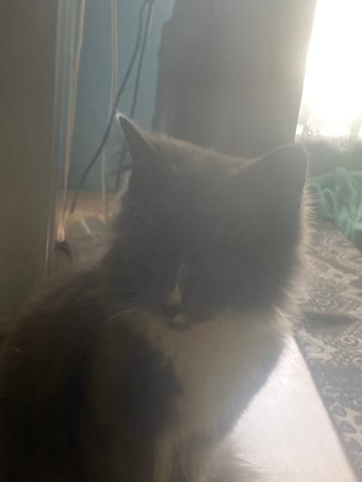 A fluffy, gray and white cat is partially visible in the foreground of the image. The cat is looking downwards, with its head turned slightly to the left. The background is out of focus and appears to be an indoor setting. The lighting in the image is bright and somewhat diffused, suggesting it may be taken near a window or light source. No specific location in Khmilnyk, Ukraine can be identified from the image.