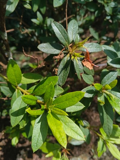 Bright green, textured leaves fill the frame, indicating healthy plant growth. Some leaves are darker, suggesting varied maturity or shadow. A few dried, brown leaves contrast with the vibrancy, hinting at natural leaf turnover. The overall composition showcases a thriving plant with visible details in leaf structure and color variation.