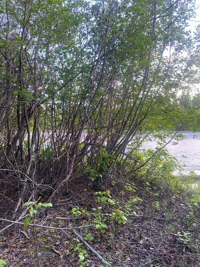 A dense thicket of young trees with green leaves and thin, brown branches grows along the bank of a calm body of water. The ground is covered with fallen leaves and small green plants. The water, which appears to be a river, reflects the overcast sky and is edged by more trees in the background. The image was taken in Haines Junction, Canada.