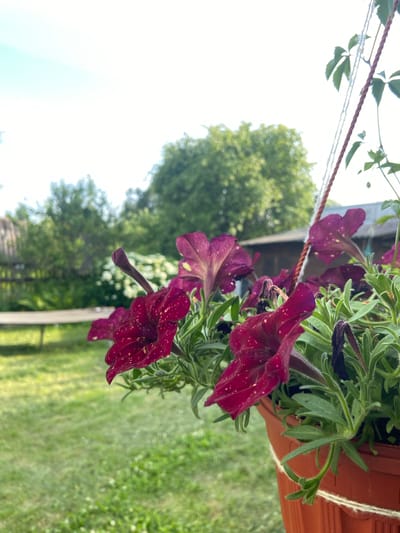 A close-up shot focuses on several deep magenta petunias with speckled white patterns, blooming in a terracotta-colored hanging pot. The pot is suspended by rope. The foreground is dominated by these flowers and their green, fuzzy foliage. In the background, a blurred expanse of green grass stretches out, dotted with some white clover. Behind the grass, a light-colored wooden bench is visible, and further back, a cluster of trees and a building with a dark roof can be seen. The sky above is bright and overcast. This scene depicts a garden in Novorznev, Russia.