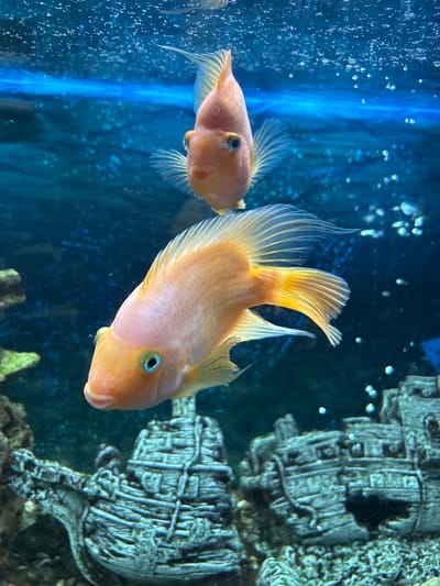 The image displays two orange fish swimming in an aquarium. The fish have prominent fins and blue eyes. In the background, there is a blue, bubbly environment with decorative aquarium structures resembling shipwrecks. The image was taken in the city of Павлово, Russia.