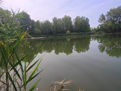 The image depicts a serene natural scene with a calm body of water reflecting a treeline and a pale sky. In the foreground, tall green reeds and grasses are prominent, with some dried stalks visible near the water's edge. The water itself is a muted green, with subtle ripples disturbing the reflection of the densely packed trees that form a natural barrier along the far bank. The sky above is a light, hazy blue with wisps of clouds. The overall impression is one of tranquility and nature.
This image is not taken in the city of Modena, Italy. The visual elements, such as the type of vegetation and the overall landscape, do not align with the typical characteristics of Modena.