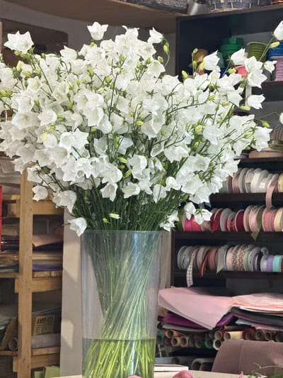 A large bouquet of white bellflowers is displayed in a clear plastic vase. The flowers are delicate and numerous, with some buds still closed. The vase is filled with water and the green stems of the flowers are visible. The bouquet is positioned in front of shelves stacked with rolls of ribbon in various colors and patterns. The ribbons are neatly arranged, creating a backdrop of vibrant hues. Some of the ribbon rolls have labels visible. Behind the ribbon shelves, other floral supplies and materials are partially visible, including rolls of colored paper and fabric. The setting appears to be a flower shop or craft supply store. There are no people visible in the image. The lighting suggests an indoor environment. There is some text on a label in the lower right quadrant of the image, which appears to be "AM99-975". The overall impression is of abundance and a well-stocked inventory of craft and floral supplies.