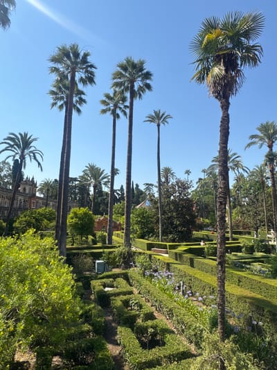 The image shows a formal garden with a maze-like layout of trimmed hedges, interspersed with flowering plants and tall palm trees, under a clear blue sky. In the background, a building with distinctive architecture, likely historical, is visible. The scene is bathed in bright sunlight. There are a few people in the distance, appearing to be visitors to the garden. The overall impression is one of a well-maintained, scenic public space, characteristic of a historical garden in Seville, Spain, such as the Alcázar of Seville.
