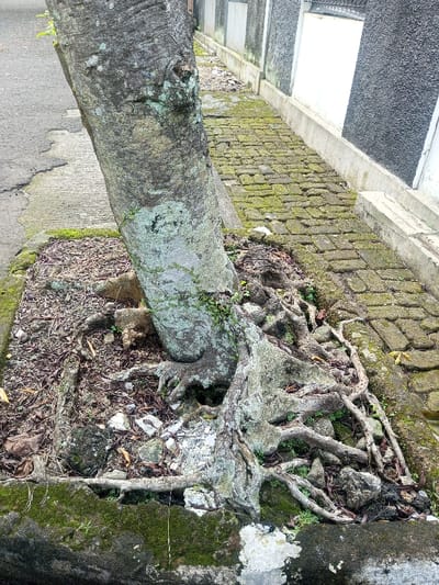 A tree trunk dominates the scene, its roots exposed and intertwined with rocks and debris within a small, moss-covered enclosure. The tree's bark is textured with patterns and some lichen growth. A brick walkway, also partially covered in moss, extends beyond the tree's base. A wall is visible along the walkway, contrasting textures between its concrete base and dark, textured upper section. A road surface is visible on the left side.