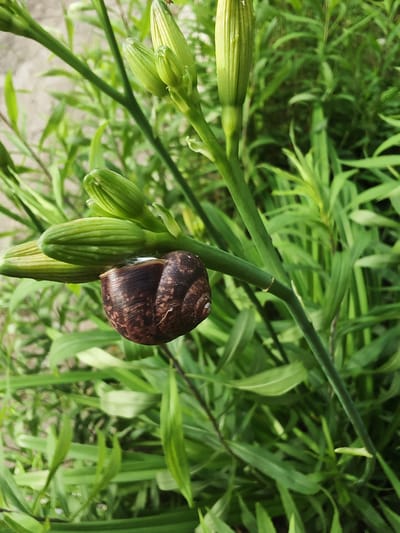 This media file features a close-up, outdoor shot of a dark brown snail shell resting on a green plant stem, surrounded by lush green foliage. The snail's shell is spiral-shaped with visible ridged markings and a shiny outer layer. The stem it's on is thick and green, with several closed, green buds of a plant, likely lilies, clustered above the snail. The background is a blur of more green leaves and stems, suggesting a natural, possibly garden or wild setting. The lighting appears to be natural daylight, casting soft shadows and highlighting the textures of the shell and plant. There are no people visible, and the scene conveys a sense of quiet stillness, typical of a natural environment on a calm day. The location context provided, Чонкаўскі сельскі Савет, Belarus, places this image in a specific rural area. No text is visible in the image.