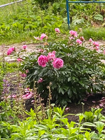 In the city of Beryozovaya Roscha, Russia, this image captures a garden scene featuring a large bush of vibrant pink peonies in full bloom. The peonies are the central focus, with their lush green foliage providing a backdrop. Scattered petals from the peonies litter the dark soil around the base of the bush. In the foreground, various green plants and some tall, slender plants with purplish-blue flowers add texture and color to the scene. In the background, more green foliage and plants are visible, suggesting a dense garden setting. A thin, blue metal pole is partially visible in the upper right corner of the image, hinting at a fence or garden structure. The overall impression is one of a well-maintained garden showcasing the beauty of peonies.