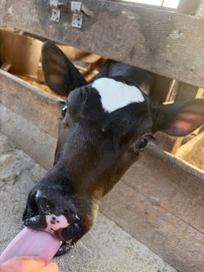 The image shows a close-up, high-angle view of a young black and white calf interacting with a human hand within what appears to be a barn or stable in Чумна, Russia. The calf, predominantly black with a prominent white blaze on its forehead and a patch around its muzzle, is actively licking a light-skinned human hand with its extended pink tongue. Its large, dark eyes are visible, reflecting the bright natural light. One of its ears, partially visible, shows the reddish-pink inner skin.
The background consists of weathered, light-brown wooden planks, indicative of an animal enclosure or feeding area. The ground beneath the calf's head and the hand is a light, textured surface, possibly concrete or compacted dirt. The bright illumination suggests it is daytime. The calf appears curious and engaged in the interaction. No text is visible in the image.