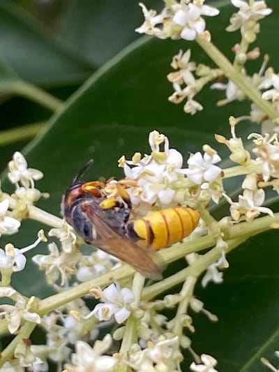 This is a close-up, slightly blurry, eye-level photograph of a hornet feeding on a cluster of small, white flowers. The hornet is predominantly yellow and black, with visible stripes on its abdomen. Its wings are brown and translucent. The hornet is positioned upside down, clinging to a stem with its legs. The flowers are small and star-shaped, with some delicate yellow stamens. The background is a deep, blurred green, suggesting foliage. The lighting appears natural, possibly from daylight, as there are no harsh shadows. The image captures a moment of nature, highlighting the hornet's activity in its environment. The location context suggests this scene is likely in or around Thessaloniki, Greece. No text is visible in the image.