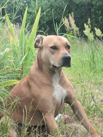 In a grassy area in Perliavka, Ukraine, a tan-colored dog with a white chest is seated amongst tall green grass and reeds. The dog is looking to its right, with its ears perked forward. In the background, trees are visible, with the sky obscured by foliage. The overall scene is outdoors, with the dog appearing relaxed in its natural surroundings.