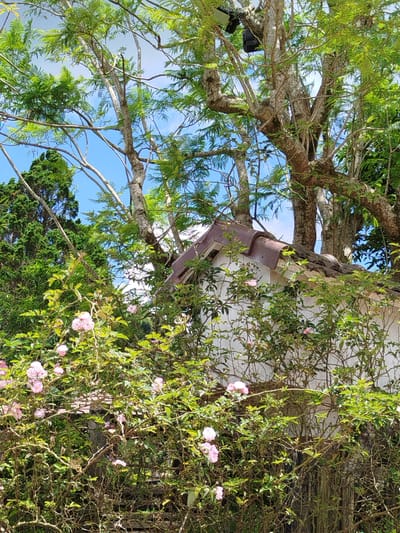 The image depicts a lush, overgrown garden with a small white building partially visible behind dense foliage. The building has a brown tiled roof and appears to be situated amongst trees. Several pink roses are in bloom, adding pops of color to the predominantly green scene. The branches of large trees, with their textured bark, dominate the upper portion of the image, some bearing green leaves. The sky peeking through the leaves is a bright blue with a few wispy clouds, suggesting a clear day. A black security light fixture is attached to one of the tree branches. The overall impression is one of a tranquil, slightly wild, and well-established garden, possibly in a rural or semi-rural setting like Cam Ly in Da Lat, Vietnam. The time of day appears to be daytime, with the sun casting shadows and illuminating the leaves. There is no visible text in the image.