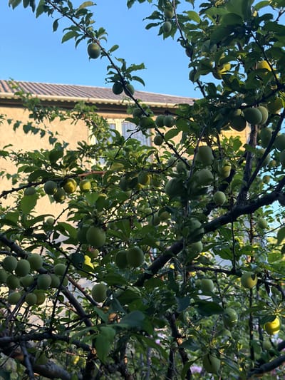 In Obukhivka, Ukraine, an outdoor photograph captures a plum tree laden with unripe, green plums against a clear blue sky. The tree's branches, bearing numerous fruits and green leaves, are the primary focus. In the background, a light-colored building with a tiled roof is partially visible, suggesting a residential setting. The sunlight illuminates the scene, casting shadows and highlighting the texture of the leaves and fruit. No people are present in the image.