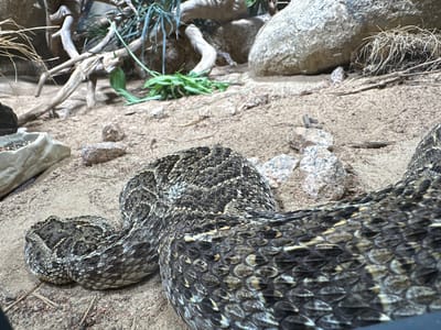 The image displays a close-up view of a snake, likely a viper due to its triangular head and patterned scales, coiled on sandy ground. The snake's body is textured with a mosaic of dark and light brown scales, some with a yellowish hue. In the background, there are rocks of various sizes, dried branches, and some green vegetation. The environment appears to be an enclosure, possibly a zoo or reptile habitat, with the sand and sparse natural elements simulating a desert or arid landscape. The lighting is somewhat dim, casting subtle shadows. There are no people or other animals visible in the frame. The location is not specified as being in Salzburg, Austria.