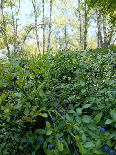 The image depicts a close-up view of a blueberry bush laden with ripe, dark blue berries. The bush is dense with green leaves and slender branches. In the background, a forest of birch trees with white bark is visible, their leaves forming a dappled canopy against a bright sky. The scene is set in a natural, outdoor environment, likely a forest or woodland area. No people or animals are present in the image. The lighting suggests it is daytime, possibly late morning or afternoon. The overall impression is one of abundance and the natural beauty of a forest landscape. The specific location in Crna Trava Municipality, Serbia, is an assumption based on the context provided.