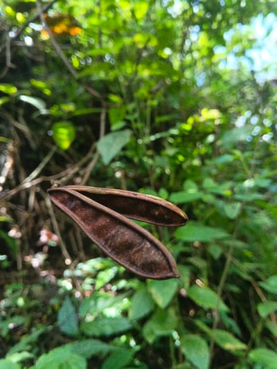 Two brown seed pods dominate the foreground against a backdrop of lush greenery. The pods are oblong with tapered ends, displaying a textured surface. Blurred leaves in varying shades of green fill the midground and background, creating a dense, natural setting. Patches of light filter through the foliage, adding depth and dimension to the scene.