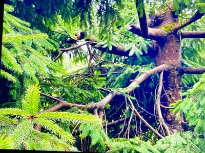 The image shows a close-up view of a thick, rough-barked evergreen tree trunk with several branches extending outwards. The branches are covered in dense, green needles, with some brighter green new growth visible. The background is a blur of green foliage and dark shadows, suggesting it is a densely wooded area. The overall impression is of a natural, outdoor scene. It is not possible to determine the specific location within the city of Purkersdorf, Austria, from this image alone, as there are no discernible landmarks or identifying features.