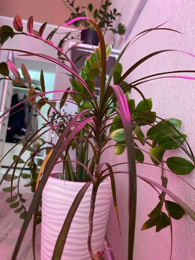 A close-up, indoor, eye-level shot focuses on a potted houseplant, likely a Dracaena, with long, thin, arching leaves that are a deep green with purple undertones, some of which are tinged with yellow. The plant is situated in a white ceramic pot with a ribbed texture. The scene is illuminated by a pink grow light, casting a vibrant glow on the plant and the textured pink wall behind it. To the left, a portion of a closet or wardrobe is visible, containing hanging clothes. In the background, another plant with smaller, oval leaves can be seen, also under the pink light. The overall environment suggests a domestic setting, possibly a home or office, with an emphasis on plant care. The location is identified as Nizhnyaya Maktama, Russia.