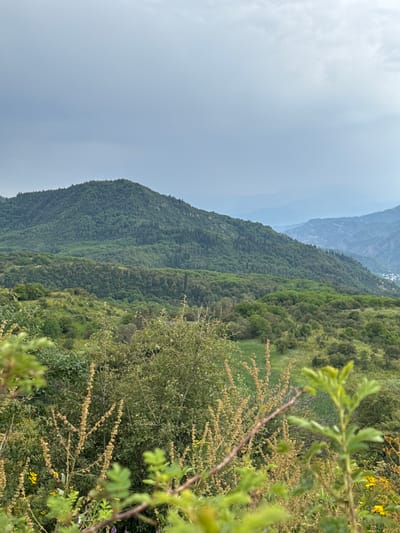 An overcast day features a lush green mountainous landscape. In the foreground, several plants with dry seed heads and green leaves are visible, obscuring a view of a grassy field dotted with yellow wildflowers. Beyond this, rolling hills covered in dense green trees and foliage extend into the distance, leading to a large, tree-covered mountain in the middle ground. Further in the background, a series of hazy blue mountain ranges recede, and a small cluster of buildings is faintly visible on a distant hillside. The scene is likely a natural viewpoint overlooking a valley and surrounding mountains.