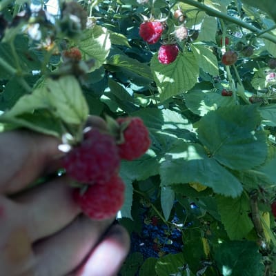 The image shows a close-up view of a raspberry bush with ripe and unripe berries. A hand is visible in the foreground, seemingly holding or reaching for a raspberry. The raspberries are red and some are a lighter, yellowish-red color, indicating varying stages of ripeness. Green leaves with visible veins surround the berries. The background is blurred, suggesting a shallow depth of field, and appears to be an outdoor setting with sunlight filtering through the leaves, creating dappled shadows. There is no indication of the location being in Петропавловка, Kyrgyzstan.