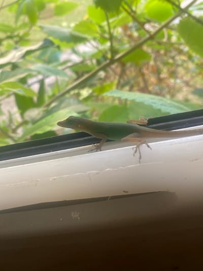 A small, slender lizard, identified as a green anole, is horizontally positioned on a white window frame, specifically atop a narrow black rubber seal or gasket. The lizard's dorsal coloration is a vibrant green, transitioning to a light tan or beige on its ventral side, limbs, and tail. A faint, reddish-orange spot is visible on the side of its head, posterior to the eye. Its four limbs are splayed outwards, gripping the black seal. The white window frame exhibits minor surface wear and imperfections. In the background, out of focus, dense green foliage with visible stems and leaves is present, indicating an outdoor natural environment. The scene is located in Capesterre-Belle-Eau, France. No other individuals or significant objects are visible.