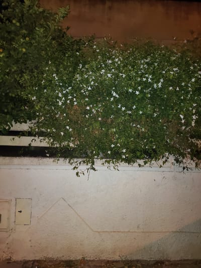 The image depicts a close-up, low-angle view of a flowering bush with white blossoms, predominantly in the upper half of the frame. The bush is dense with green foliage. Below the bush, a white textured wall is visible, featuring two rectangular panels on the left side, one with a dark knob and the other appearing to be a cover. A faint triangular pattern is imprinted on the wall's surface. The background consists of a darker, uneven surface, possibly a wall or building facade, with a warm, reddish-brown hue, particularly in the upper right corner. The ground at the bottom of the image is obscured by shadow and appears to be composed of dirt and sparse vegetation. The lighting suggests it is nighttime, with artificial light casting shadows and illuminating the scene. There are no people or animals visible in the image. The location is identified as unknown, Tunisia.