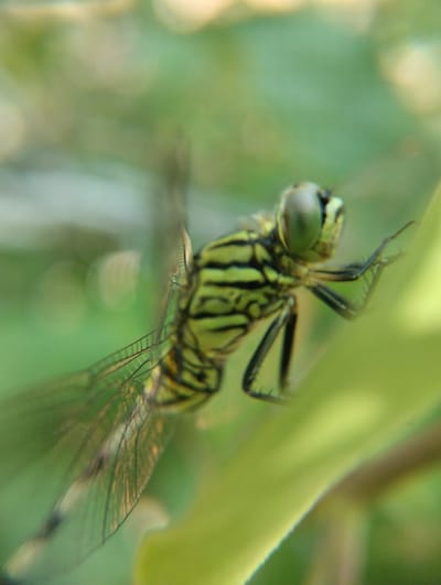 This is a macro photograph of a green dragonfly. The dragonfly is positioned diagonally, with its head to the right and its wings fanned out to the left. It has large, compound eyes that are predominantly green, with some yellow markings. Its body is segmented and striped with black and green. The dragonfly's wings are transparent with a network of dark veins. The background is a soft, blurred expanse of green foliage, suggesting it is in a natural outdoor setting. The lighting is diffused, creating a gentle illumination. There are no people present, and the focus is entirely on the insect. The location in Keudejungkagajah, Indonesia, is not explicitly visible in the image, but the lush green environment is consistent with a tropical or subtropical climate.