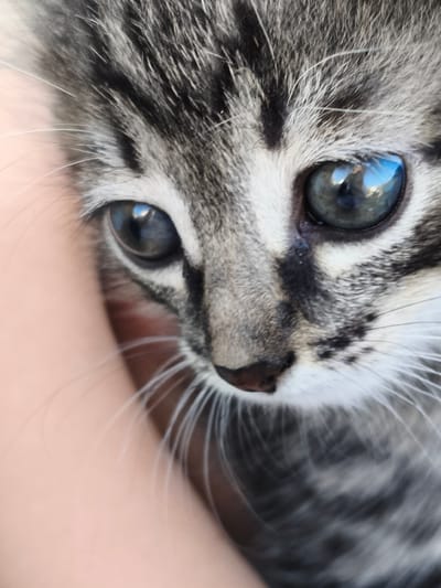A close-up, eye-level shot focuses on the face of a tabby kitten. The kitten's left eye is prominent and appears to be a bluish-grey, reflecting light and a hint of the environment. Its fur exhibits a pattern of grey and black stripes. Delicate white whiskers extend from its muzzle. A portion of a human hand or arm, with a pale complexion, is visible on the left side of the frame, gently holding the kitten. The background is blurred, with some areas appearing out of focus. The scene does not provide any information about the location in the city of Ильмино, Russia, as there are no identifiable landmarks or contextual elements.
