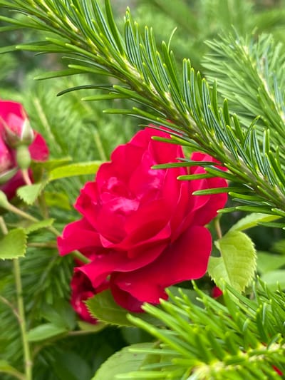 This is a close-up, horizontal, eye-level shot of a vibrant red rose blooming amidst lush green foliage. The rose is the primary subject, its petals unfurling in a delicate, layered fashion. The texture of the petals appears soft and velvety. Framing the rose, especially on the left side of the image, are sharp, needle-like green branches, likely from a conifer. These branches are in focus in the foreground, creating a contrast with the softer textures of the rose. In the background, softer green leaves and what appear to be rose buds add depth to the scene. The colors are rich and saturated, suggesting the photograph was taken in good lighting conditions, possibly on a sunny day. The overall mood is one of natural beauty and tranquility. There is no visible text in the image. The location context of Bolshoy Kamen, Russia, suggests a temperate climate where roses and conifers might coexist. The time of day and weather are not explicitly discernible, but the bright colors indicate daylight.