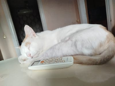A white cat with tan markings is sleeping curled up on a light-colored surface. A remote control with the brand name "SAMSUNG" is placed next to the cat's head. The background appears to be indoors, with a window and wall visible. The image is a close-up shot, focusing on the cat and the remote.
