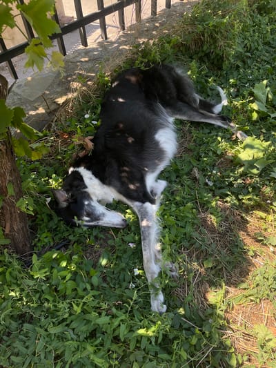 A black and white long-haired dog lies on its side in a patch of green grass, with dried grass and scattered leaves around it. The dog is sleeping, with its head resting on the ground and its legs stretched out. The dog has a black coat with white markings on its chest, legs, and face. Sunlight filters through the leaves of a tree to the left of the dog, casting shadows on the ground. In the background, a black metal fence is visible, with sunlight casting geometric shadows on a stone pathway behind it. The scene appears to be in a garden or yard, possibly in Mtskheta, Georgia, given the architectural style of the fence and pathway that are characteristic of the region.