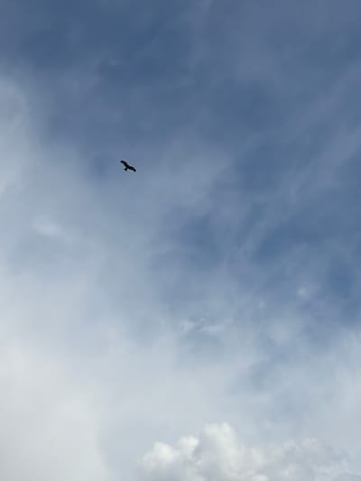 The image displays a lone bird in flight against a vast, partially clouded sky. The bird, silhouetted in dark tones, is positioned in the lower-left portion of the frame, with its wings spread in what appears to be a soaring or gliding motion. The sky dominates the scene, exhibiting a gradient from a muted blue-grey on the left to lighter, more prominent white and light-grey cloud formations towards the right. This suggests a daytime setting, possibly mid-morning or afternoon, under partly cloudy or overcast conditions with diffused lighting. No other subjects, objects, or visible text are present. The scene evokes a sense of peace and freedom, emphasizing the natural expansiveness of the sky. The location context provided is Мишкино, Russia, though no specific geographical cues are visible within the image itself, which focuses entirely on the sky.
