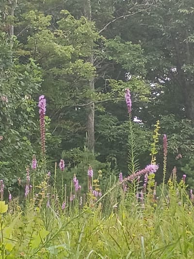 The image depicts a field of tall, purple wildflowers, likely Liatris, in bloom. The flowers are arranged in spiky clusters atop slender green stalks, reaching various heights. The foreground is a dense growth of green grass and other vegetation, some with broad leaves. In the background, a dense forest of green trees forms a natural backdrop. The overall scene suggests a natural, outdoor environment, possibly a meadow or roadside area. The specific location in Stanton, United States, is not discernible from the visual information provided.