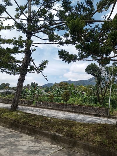 An outdoor, daytime scene in Vieng Phouka, Laos, captures a static view of a paved area bordered by lush vegetation and distant mountains. In the foreground, a light-grey paved surface occupies the lower left, adjacent to a dark concrete curb separating it from a narrow strip of dark green, low-lying ground cover. Beyond this strip, a textured, darker grey paved path runs horizontally across the mid-ground, backed by a low concrete wall featuring a repeating, geometric relief pattern.
A tall, coniferous-type tree with a thick, textured trunk and dense, dark green foliage stands prominently on the left, its numerous branches extending across the upper portion of the frame, partially obscuring a partly cloudy blue sky. To the far right, a white pole, consistent with a streetlight, is partially visible.
Beyond the patterned wall and path, a dense expanse of tropical vegetation is evident, featuring large-leafed banana plants and various other green trees and shrubs. To the far left, a light-colored framework, possibly a greenhouse or agricultural trellis system, is partially visible within the foliage. In the mid-distance, obscured by the dense greenery, residential structures with dark roofs can be discerned. The background is defined by a range of dark green, forested mountains extending to the horizon beneath the scattered white clouds. No individuals or discernible activities are present in the frame.