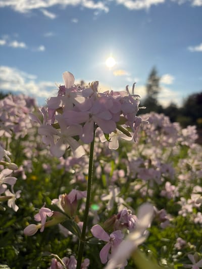 A low-angle, close-up shot features a cluster of delicate, pale pink flowers in the foreground, with their petals illuminated by the bright, low-hanging sun which is partially obscured by clouds. The flowers are in sharp focus, showing intricate details of their structure and delicate stamens. Behind them, a field of similar flowers stretches into the background, softened by a shallow depth of field, creating a bokeh effect with the green foliage and other pink blossoms. The sky above is a vibrant blue, dotted with wispy white clouds, and the sun casts a golden glare. The scene appears to be an outdoor garden or meadow, likely in Jēkabpils, Latvia, given the prompt. There are no people or animals visible in the image. The overall impression is one of natural beauty and tranquility, bathed in the warm light of the late afternoon sun.