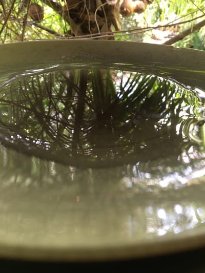 The image shows a ceramic or glazed pot filled with water reflecting a complex web of branches and foliage. The pot's rim is visible along the left side of the image. Reflections in the water obscure the underlying details, creating an abstract and inverted view of the scene above. In the background is a human figure, on the left side of the image, possibly located within a garden or wooded area. Due to the lack of context or clear evidence within the image, and not knowing whether the location from the Baan Kai, Thailand area or not, further details are unable to be stated.