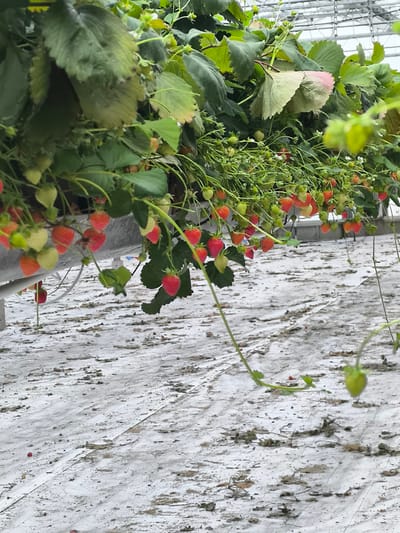A greenhouse in Warmenhuizen, Netherlands, contains rows of strawberry plants growing in hanging troughs. Many red and green strawberries are visible, some ripe and others developing. The floor of the greenhouse is covered with a white material, possibly plastic sheeting, and scattered debris. The overall impression is of a commercial strawberry farm.