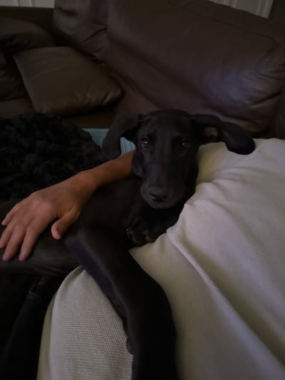 A dark-colored dog lies on a light-colored couch cushion and brown leather couch, held by a human hand. The location is not discernible from the image.