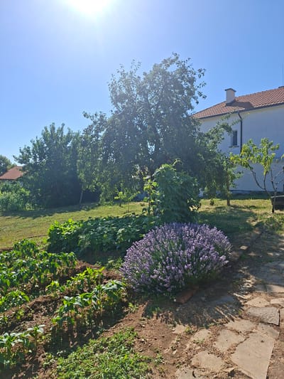 In Malka Vereya, Bulgaria, a sun-drenched garden is captured on a clear day. The foreground features rows of young green plants, possibly peppers, thriving in dark soil. Adjacent to these plants is a vibrant, bushy lavender plant in full bloom, its purple flowers creating a striking contrast. A stone pathway, made of irregular flagstones, runs alongside the lavender, casting dappled shadows from nearby trees. In the midground, a large bed of leafy green plants, potentially beans or squash, stretches across the garden. Towering over this section is a mature, leafy tree, its branches creating a dense canopy. Behind the trees, a white house with a red tile roof and a prominent chimney is visible. The sky above is a bright, clear blue, with the sun positioned high in the sky, indicating it is midday. The overall scene is one of a well-maintained garden under a warm, sunny sky.