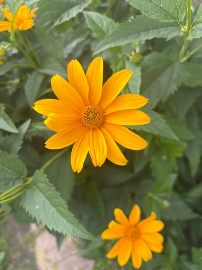 A close-up shot captures a vibrant yellow daisy-like flower with prominent petals and a textured center, set against a backdrop of lush green leaves and foliage. The flower is positioned centrally in the frame, drawing the viewer's attention with its bright color and intricate details. Another smaller, similar yellow flower is visible in the lower right portion of the image, slightly out of focus. The overall scene suggests a natural outdoor setting, likely a garden or park, given the abundance of plant life and the soft lighting indicative of daylight. The image's composition and focus emphasize the beauty and delicate structure of the flowers. The provided information about the location in Сароцкі сельскі Савет, Belarus, places this scene within a specific geographical context in Eastern Europe.