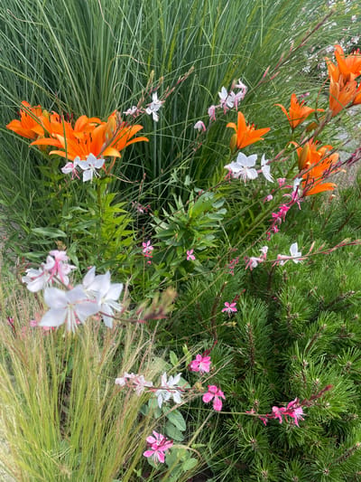 A cluster of vibrant orange lilies are in full bloom, their petals unfurling against a backdrop of tall, lush green grass. Interspersed among the lilies are delicate white and pink flowers, adding pops of contrasting color. A dense evergreen shrub, with needle-like foliage, occupies the right side of the frame, its dark green needles creating a textural contrast to the softer elements. The scene is a close-up shot of a garden bed, likely in a residential or public green space. The lighting suggests it is daytime, with soft shadows indicating an overcast sky or the presence of shade. The image does not contain any people or visible signs of human activity. The location is identified as Nikolayevka, Russia.
