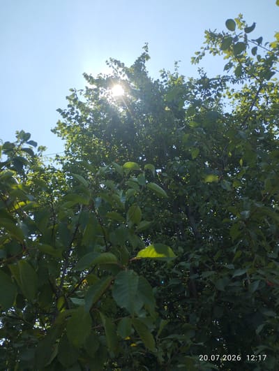 The image shows a view looking up through the branches of a tree towards a bright sun. The leaves of the tree are green and lush, with some sunlight filtering through them. The sky is clear and blue. There is a timestamp in the lower right corner of the image that reads "20.07.2026 12:17". The location is identified as Teleșeuca, Moldova.