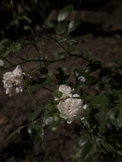 The image shows a close-up view of white flowers and green leaves of a rose bush at night. The background is dark and out of focus, suggesting an outdoor setting. The flowers are delicate and appear to be in bloom. The leaves are dark green and glossy. The lighting is dim, with some shadows present. The location of Shulhynka, Ukraine is not evident from the image itself and would require external information. There are no people or actions depicted in the photograph.