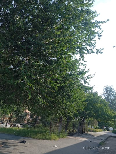 The image shows a street scene with dense foliage from trees on the left and center. A rusted metal fence runs along the side of the street, separating it from a grassy area and a building in the background. The building appears to be a residential structure with visible windows. A paved walkway is visible to the right of the fence. In the foreground, on the paved street, a dead bird lies on the ground next to some debris. Further down the street, a bird is pecking at the ground. The sky is bright, suggesting daylight. The date stamp "18.06.2026 07:31" is visible in the lower right corner of the image. The scene is located in the city of Ohangaron, Uzbekistan.