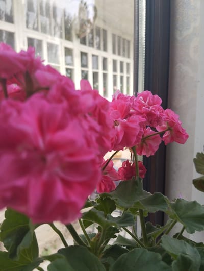 The image shows a close-up of vibrant pink geranium flowers with green leaves, positioned in the foreground. The flowers are slightly out of focus, with the closest cluster being the most blurred. Behind the flowers, a window is visible, showing a reflection of a building with multiple white-paned windows. The overall setting appears to be indoors, near a window, suggesting a domestic or greenhouse environment. The light indicates it might be daytime, with natural light illuminating the scene. The image has a soft focus, drawing attention to the textures and colors of the flowers and leaves. There is no visible text in the image. The location context suggests this scene is in Ak-Döbö, Kyrgyzstan.